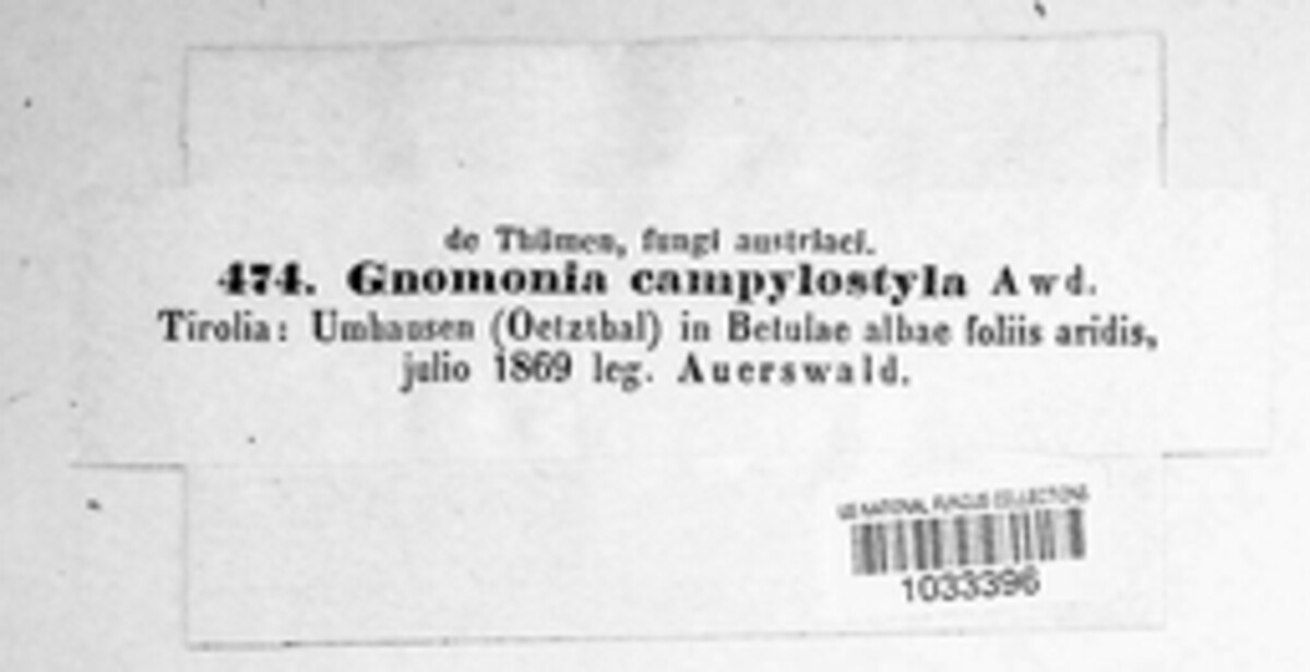 Plagiostoma campylostyla image